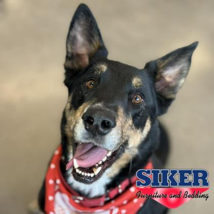 Enlarge Buster, a Adoptable mixed breed in Janesville, WI image 1/3