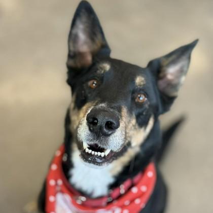 Enlarge Buster, a Adoptable mixed breed in Janesville, WI image 2/3