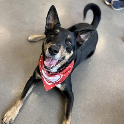 Enlarge Buster, a Adoptable mixed breed in Janesville, WI image 3/3