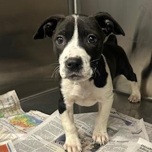 Ida, Adoptable, Puppy Female Mixed Breed.