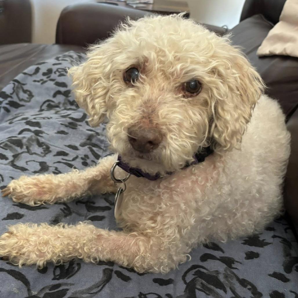 Sam Sorrypants, Adoptable, Senior Male Poodle.