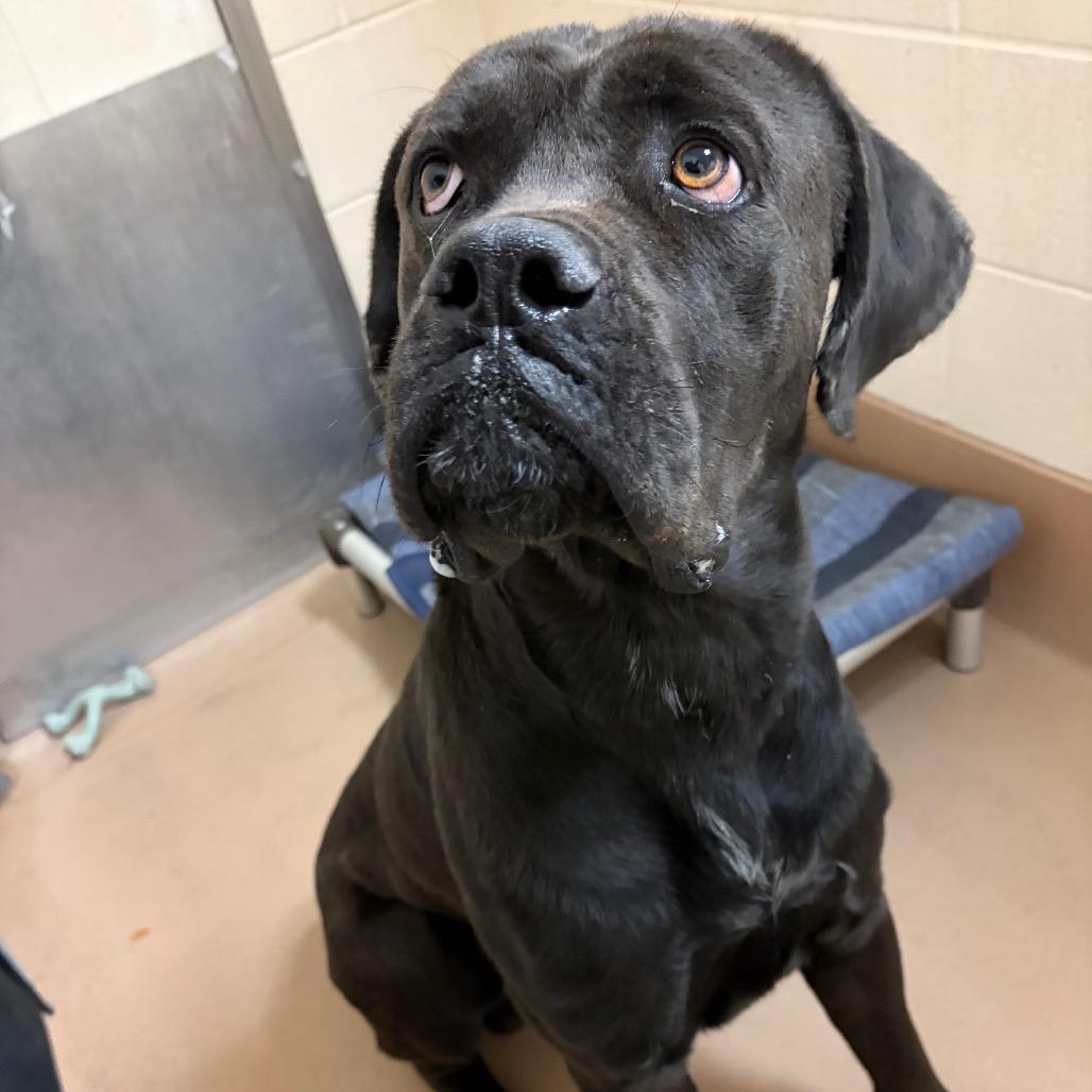 Enlarge Achilles, a Adoptable Cane Corso in Reno, NV image 1/3