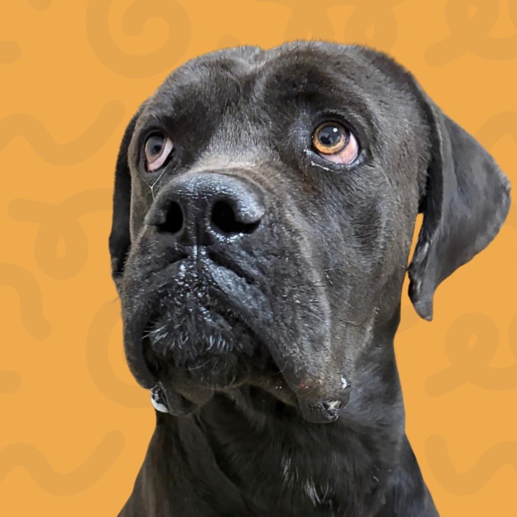 Enlarge Achilles, a Adoptable Cane Corso in Reno, NV image 2/3