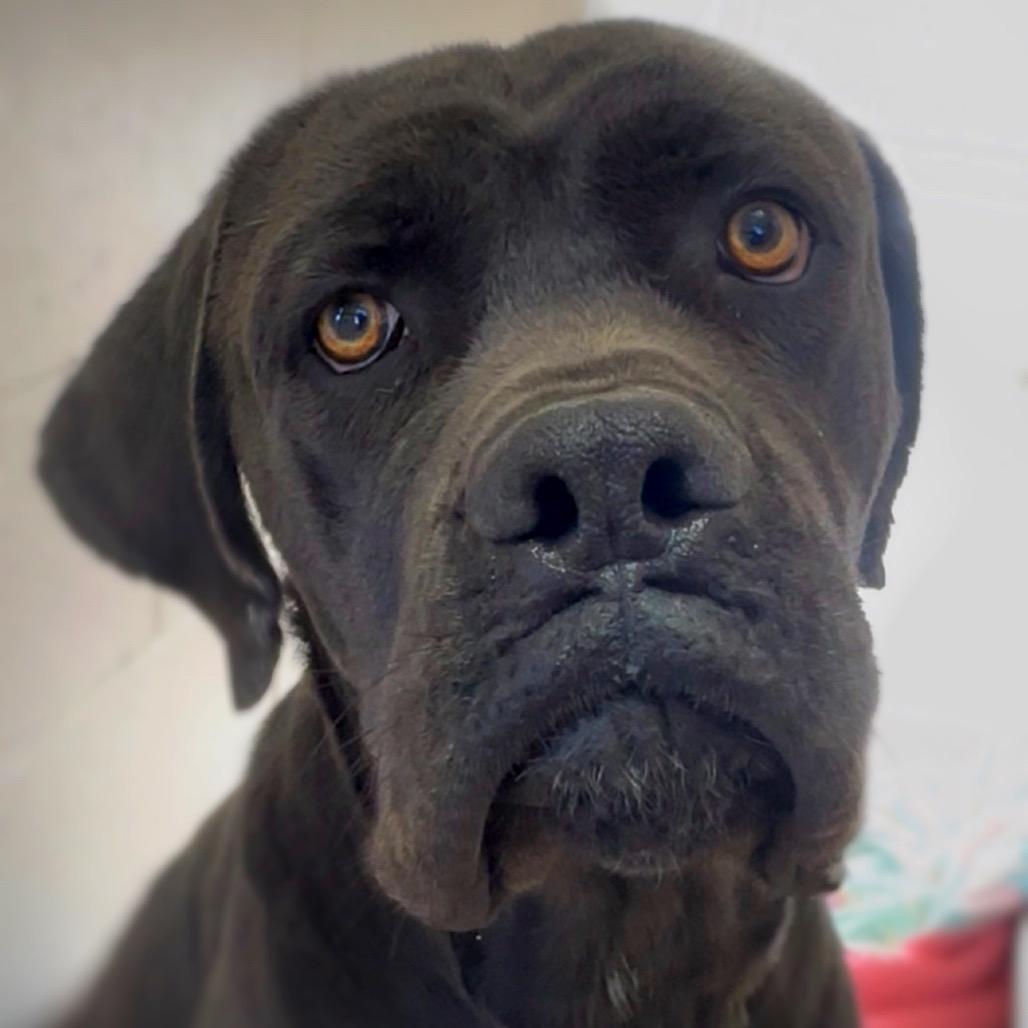 Enlarge Achilles, a Adoptable Cane Corso in Reno, NV image 3/3