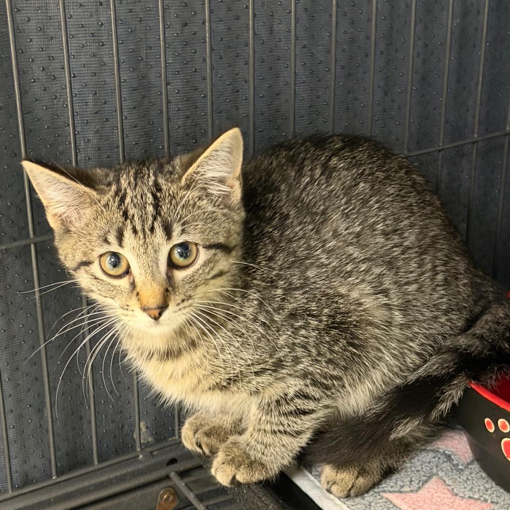 Enlarge Aperol, a Adoptable Domestic Short Hair in Hampton Bays, NY image 1/3