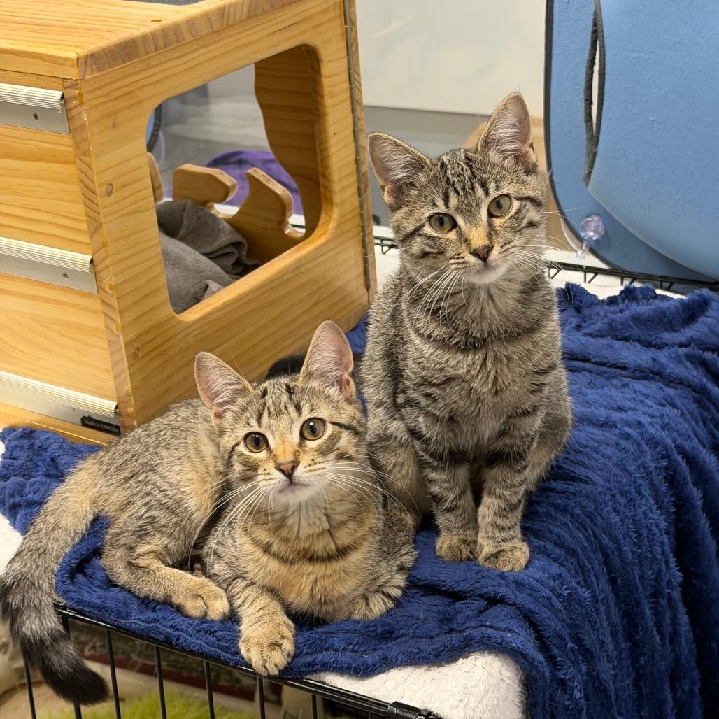 Enlarge Aperol, a Adoptable Domestic Short Hair in Hampton Bays, NY image 2/3
