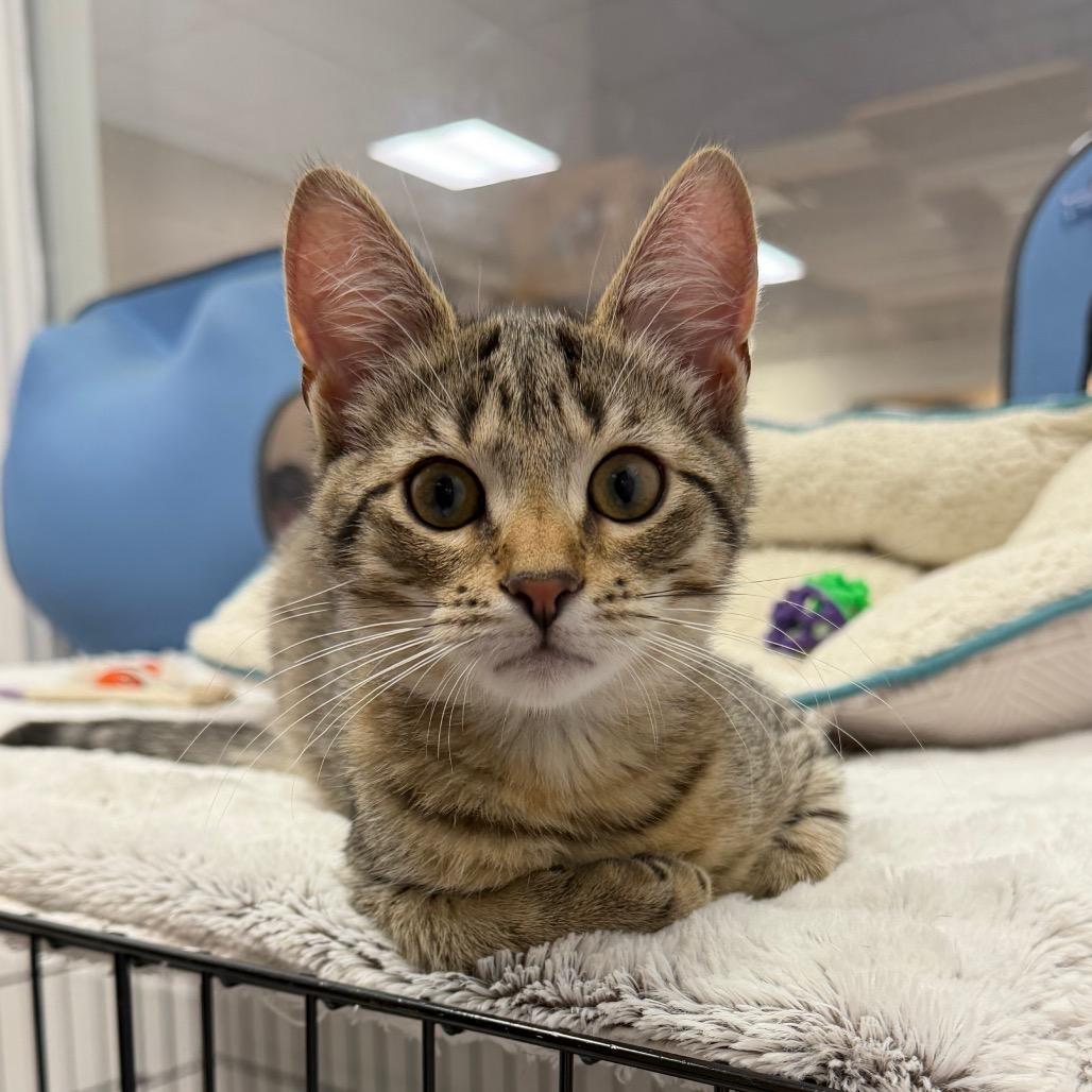 Enlarge Aperol, a Adoptable Domestic Short Hair in Hampton Bays, NY image 3/3