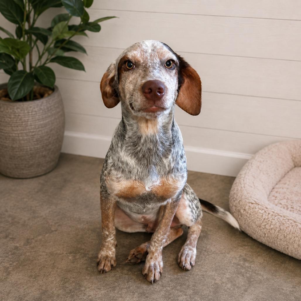 Jay-Z, Adoptable, Young Male Mixed Breed & None.