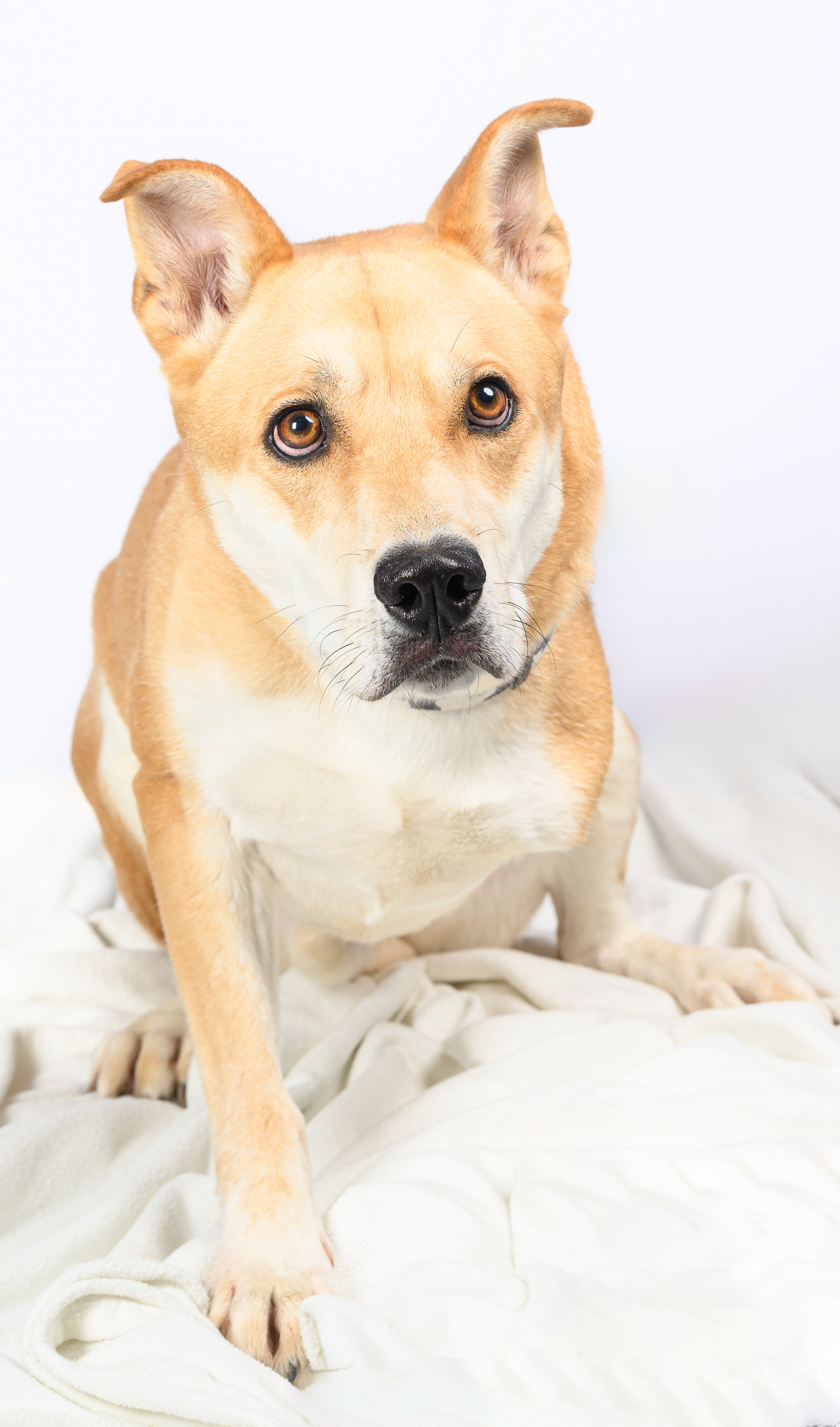 Dog for adoption Lotus, a Labrador Retriever Mix in Tinley Park, IL