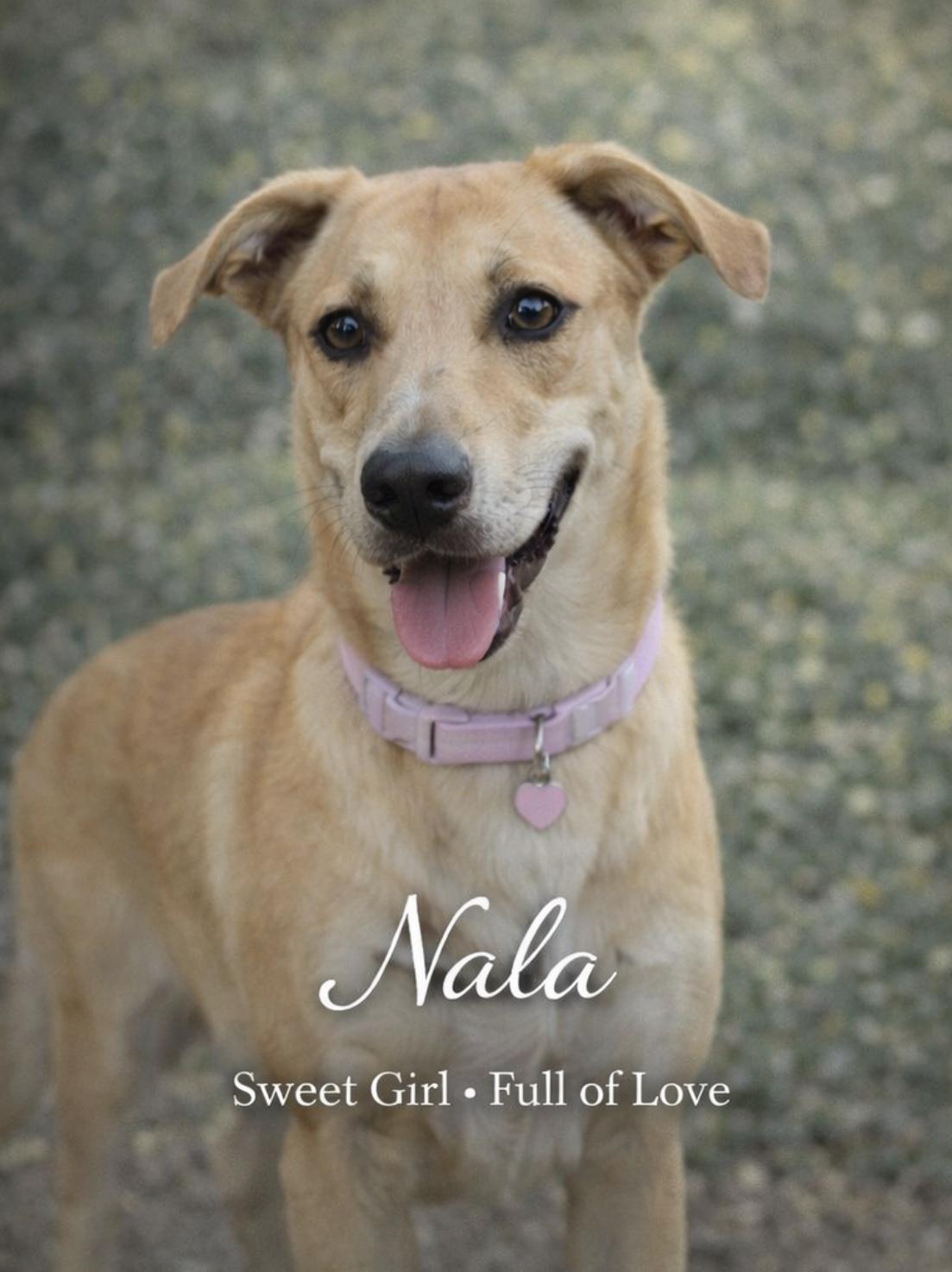 Enlarge Nala, a ADOPTABLE mixed breed in Livingston, TX image 1/1