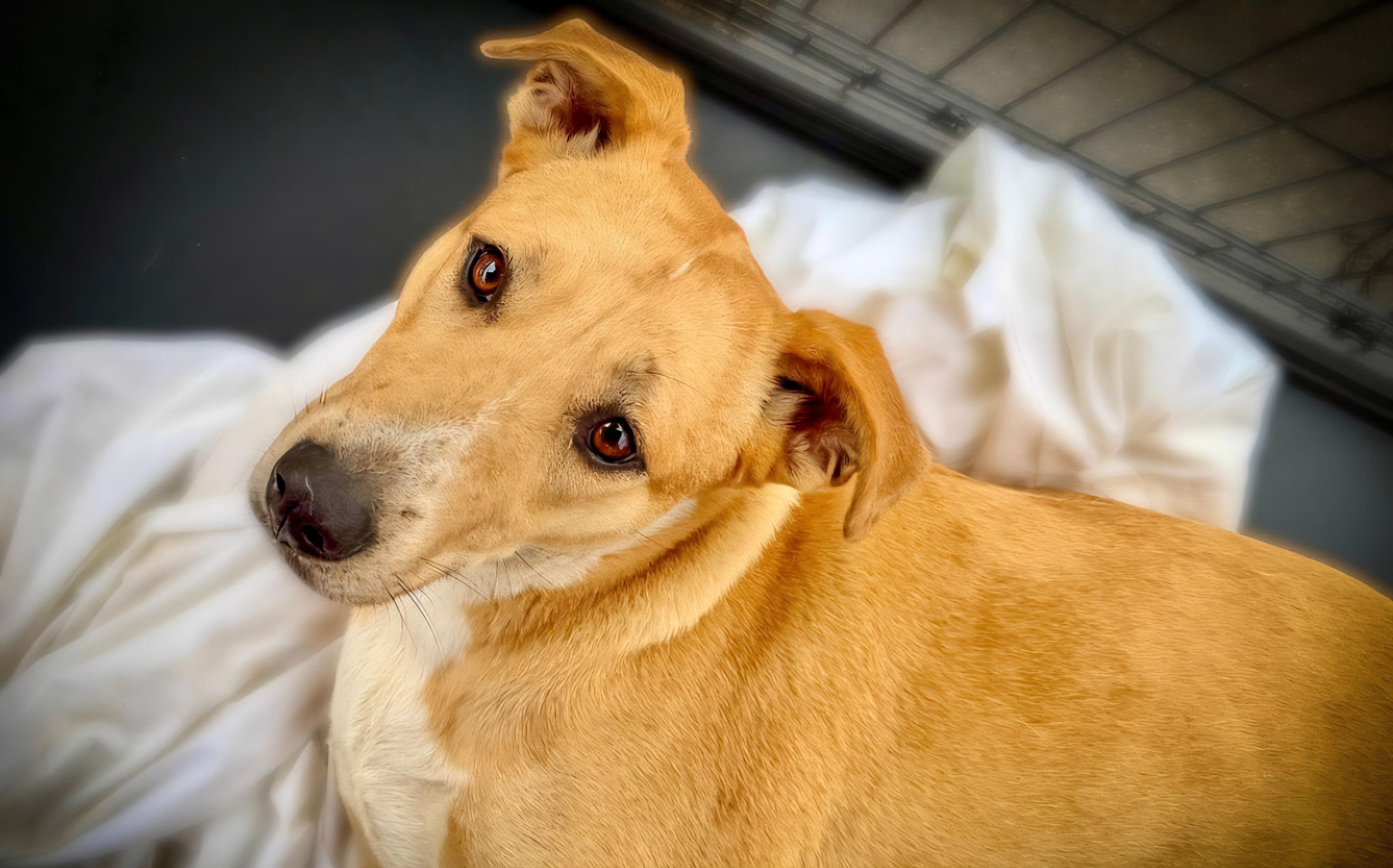 Nala, adoptable, Young Female Yellow Labrador Retriever.