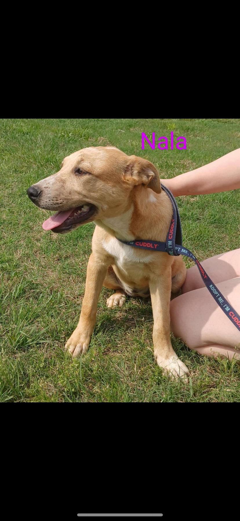 Nala, ADOPTABLE, Young Female Yellow Labrador Retriever.