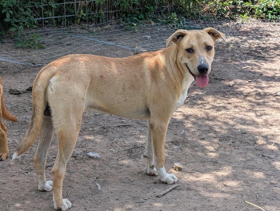Nala, ADOPTABLE, Adult Female Yellow Labrador Retriever.