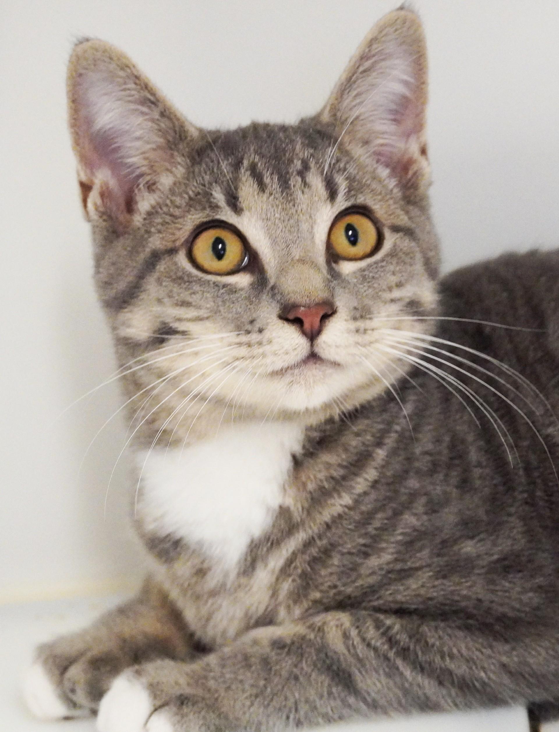 Fredrickson, Adoptable, Kitten Male Domestic Short Hair.