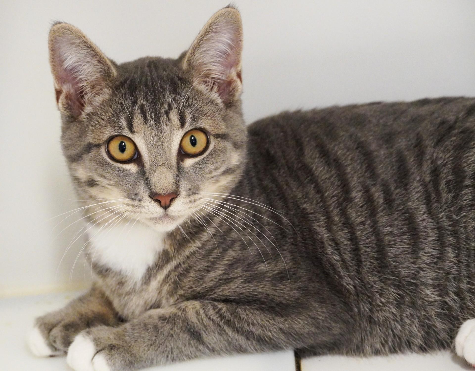 Enlarge Fredrickson, a Adoptable mixed breed in Grants Pass, OR image 2/2