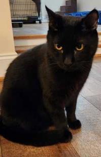 Milo, Adoptable, Adult Male Domestic Short Hair & Domestic Short Hair.