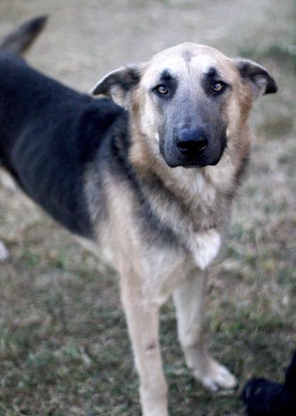 Rocky — thumbnail 4