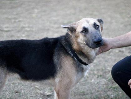 Rocky — thumbnail 5