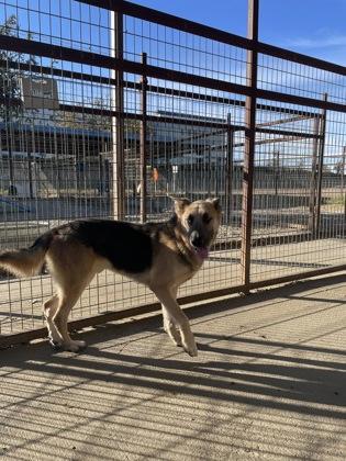 Rocky — thumbnail 6