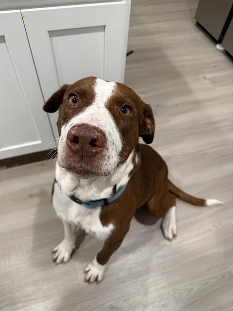 Enlarge BRUNO, a Adoptable mixed breed in San Antonio, TX image 1/1