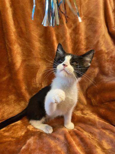 family cats　0118 raf,750x1000,075,t,FFFFFF: