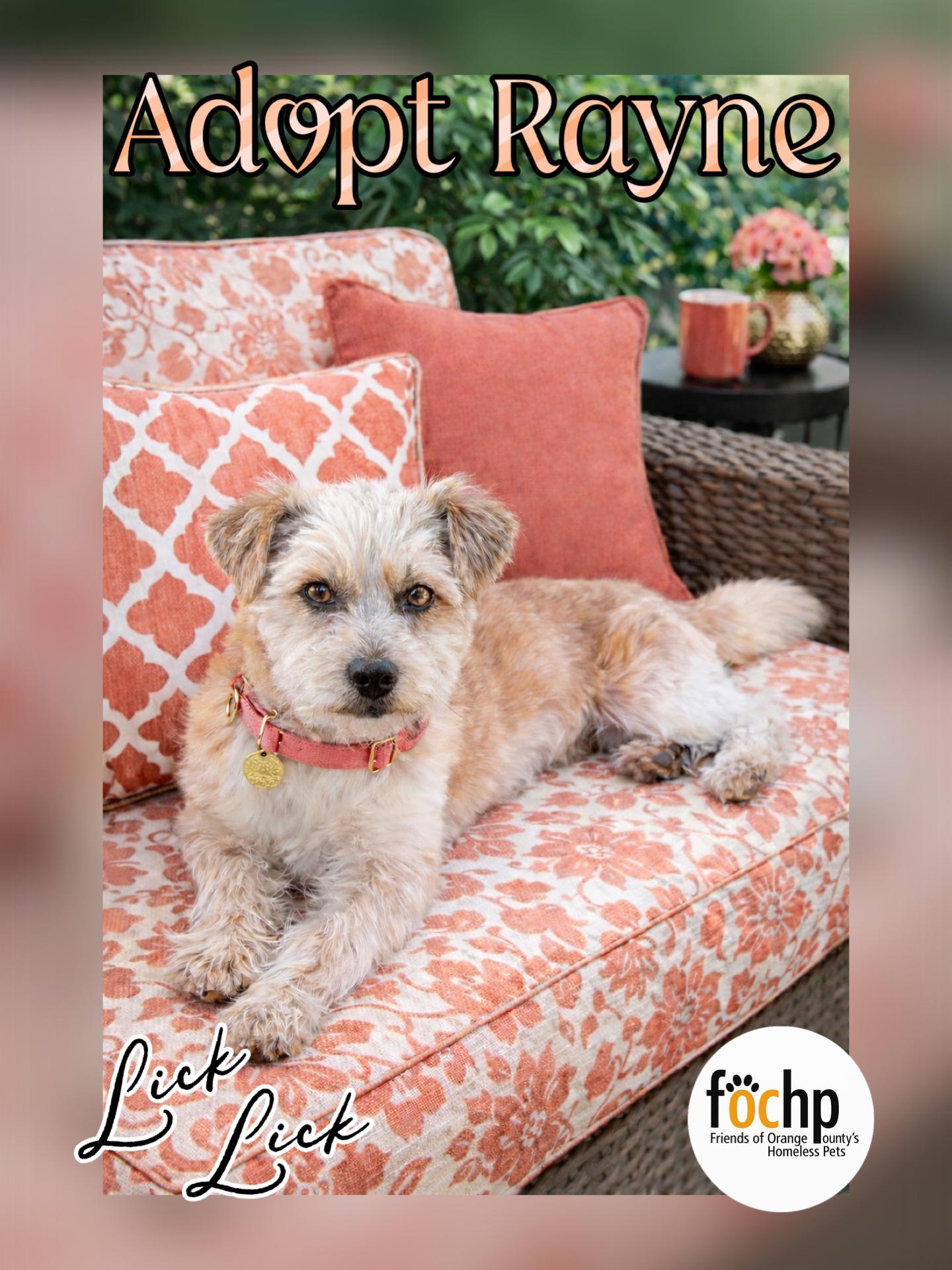 Rayne, Adoptable, Adult Female Wheaten Terrier.