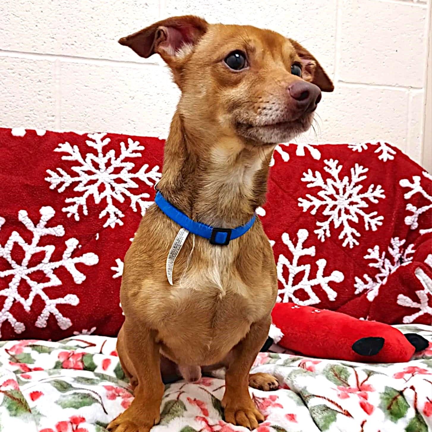 Enlarge Benny, a ADOPTABLE mixed breed in Falls Creek, PA image 1/4