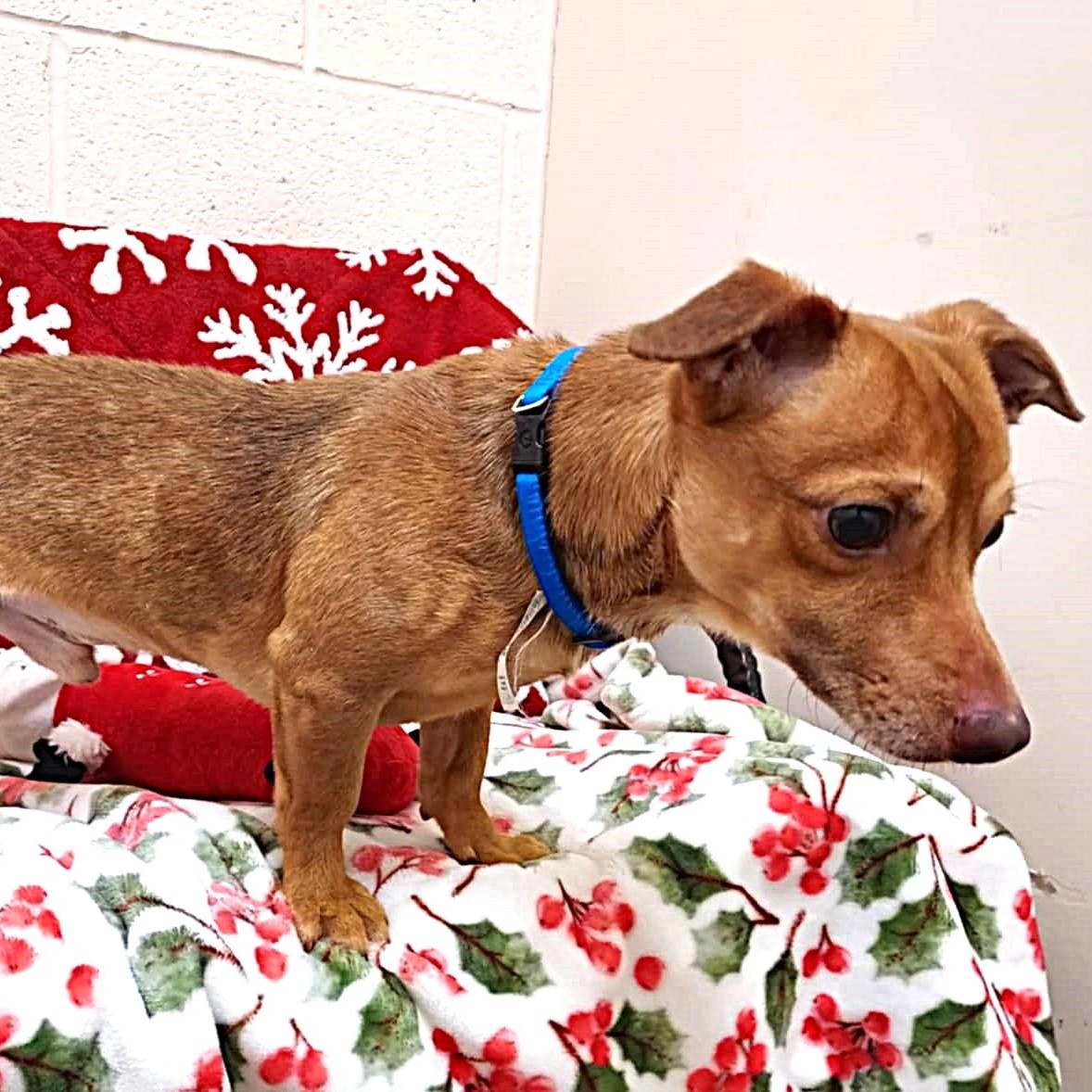 Enlarge Benny, a ADOPTABLE mixed breed in Falls Creek, PA image 2/4