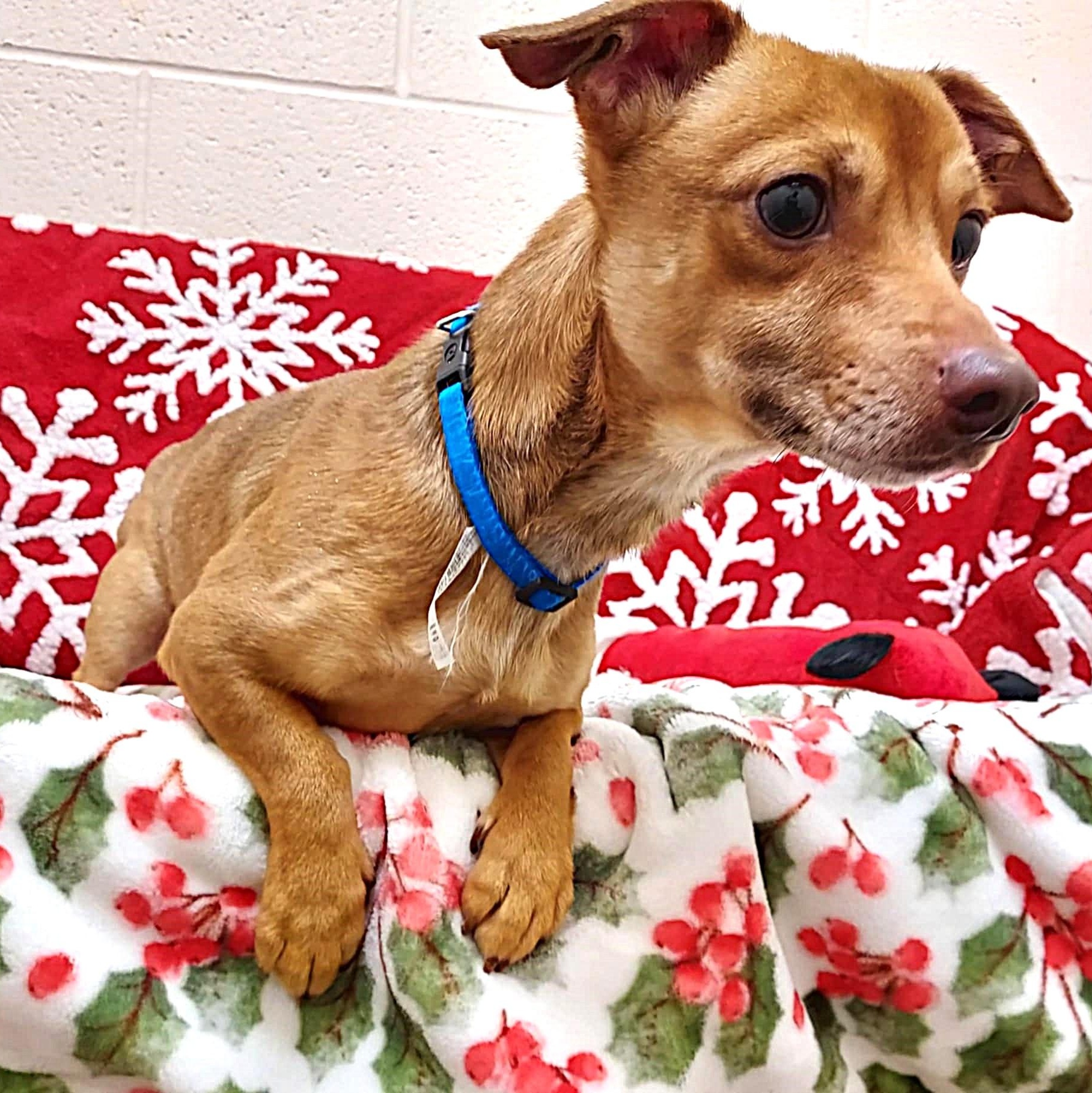 Enlarge Benny, a ADOPTABLE mixed breed in Falls Creek, PA image 3/4