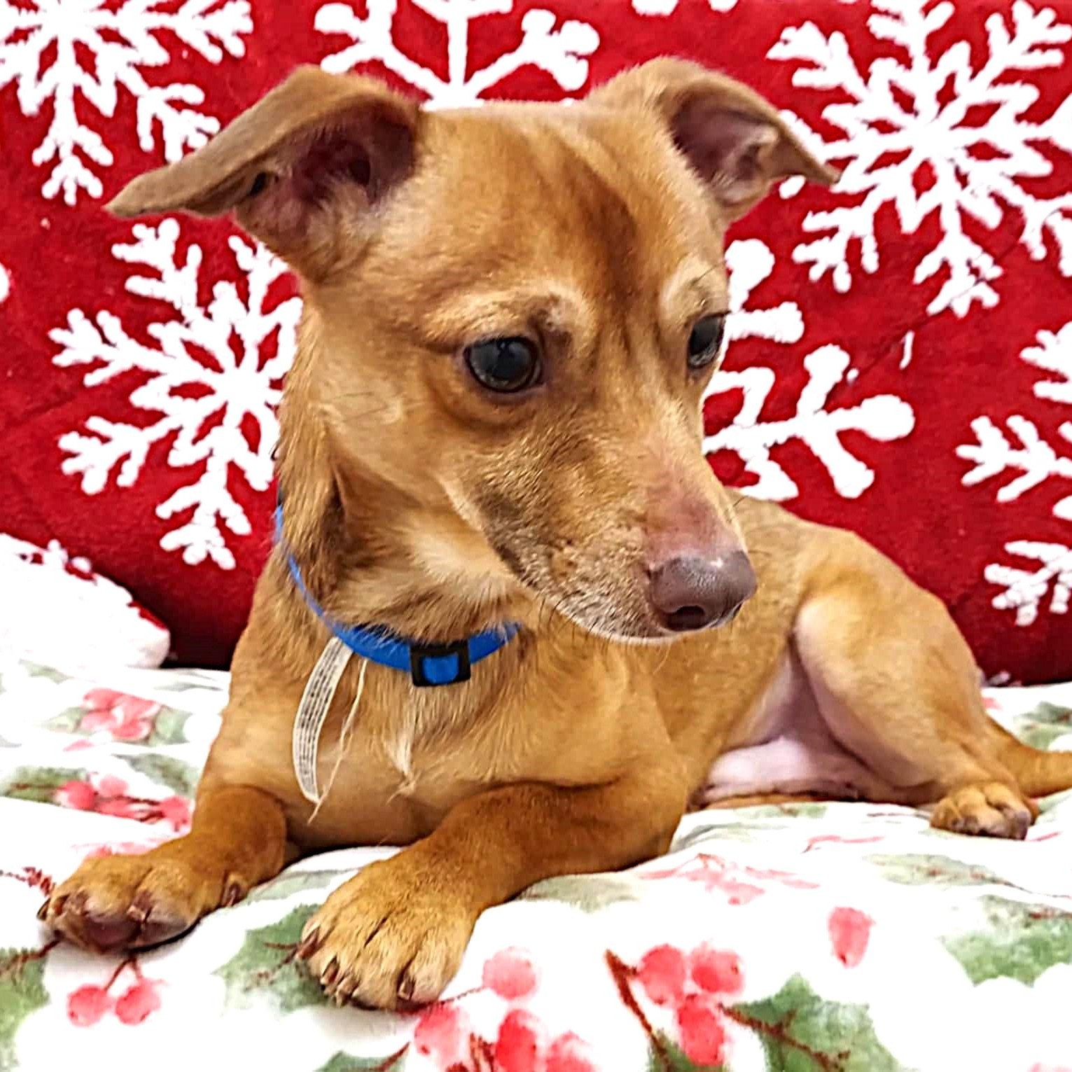 Enlarge Benny, a ADOPTABLE mixed breed in Falls Creek, PA image 4/4