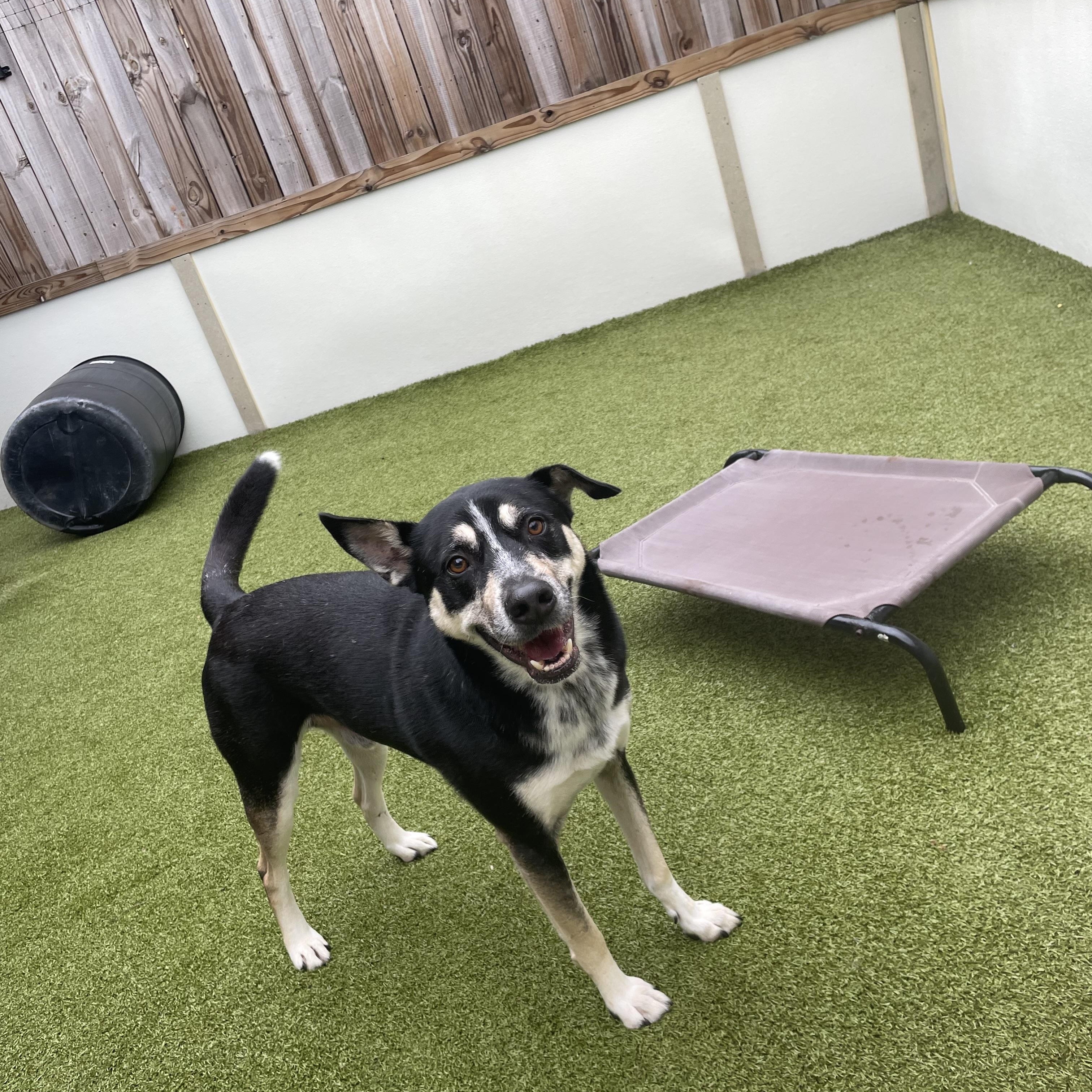 Enlarge Martin , an adopted mixed breed in Houston, TX image 3/3