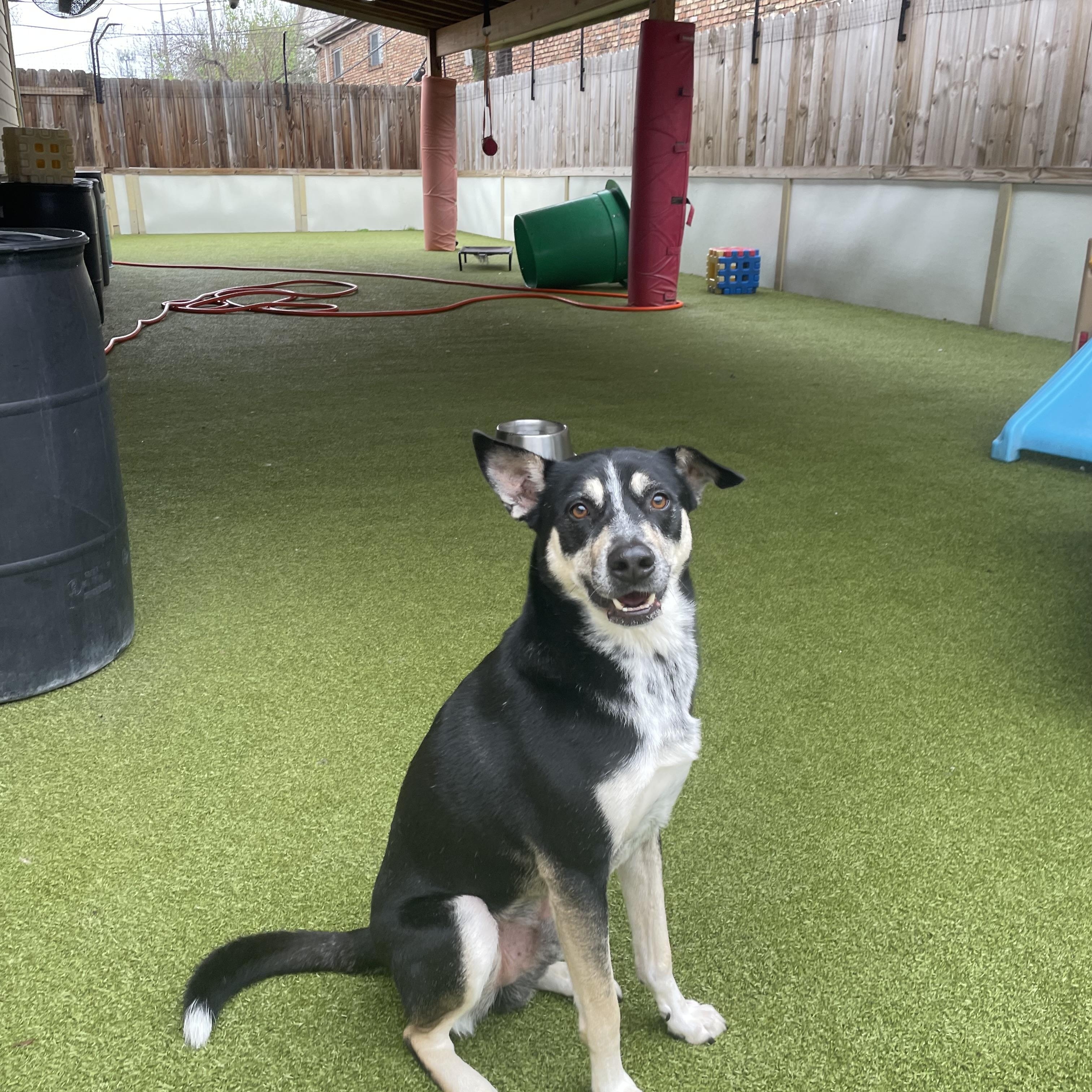 Enlarge Martin , an adopted mixed breed in Houston, TX image 1/3