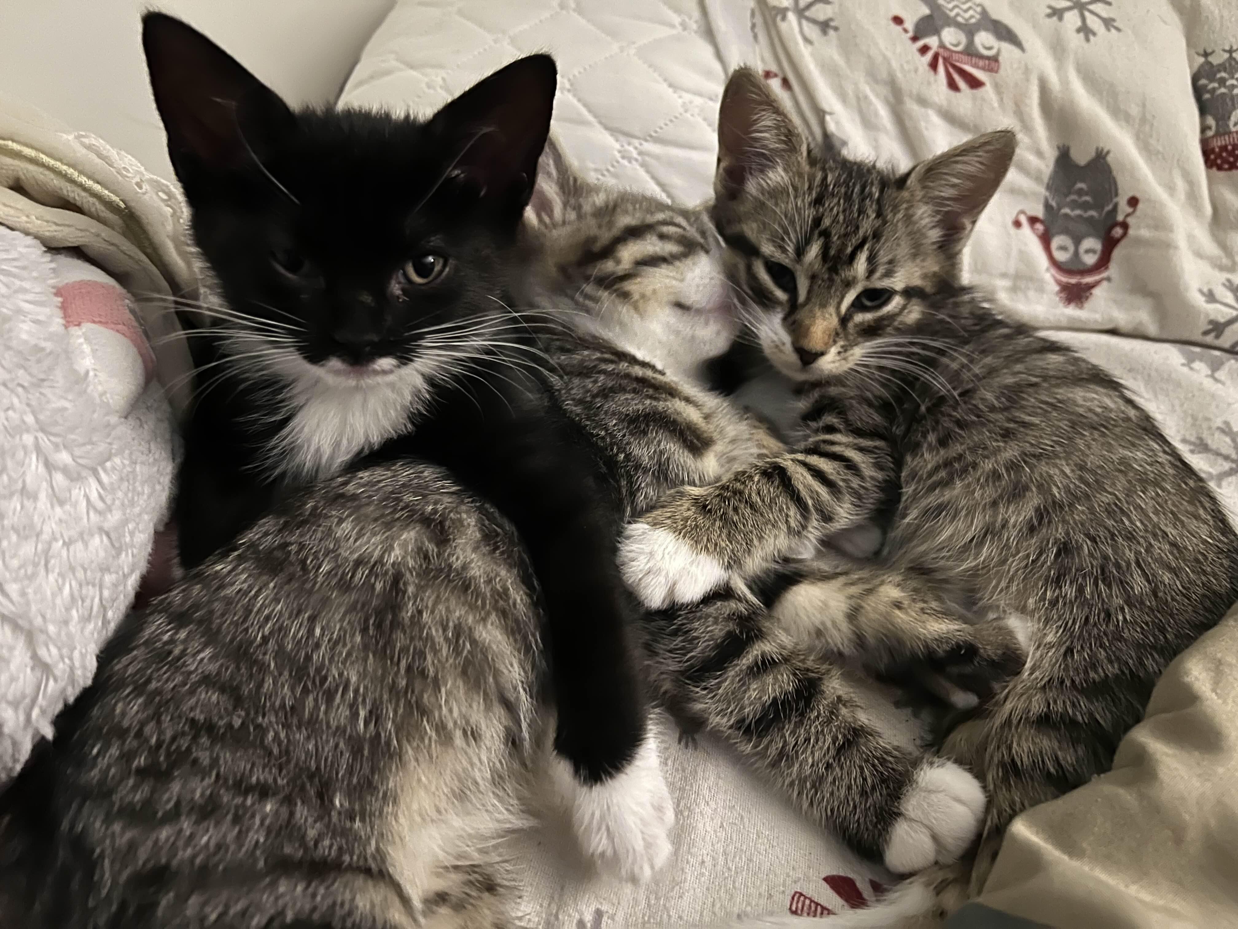 Nova, Adoptable, Kitten Male Tabby.