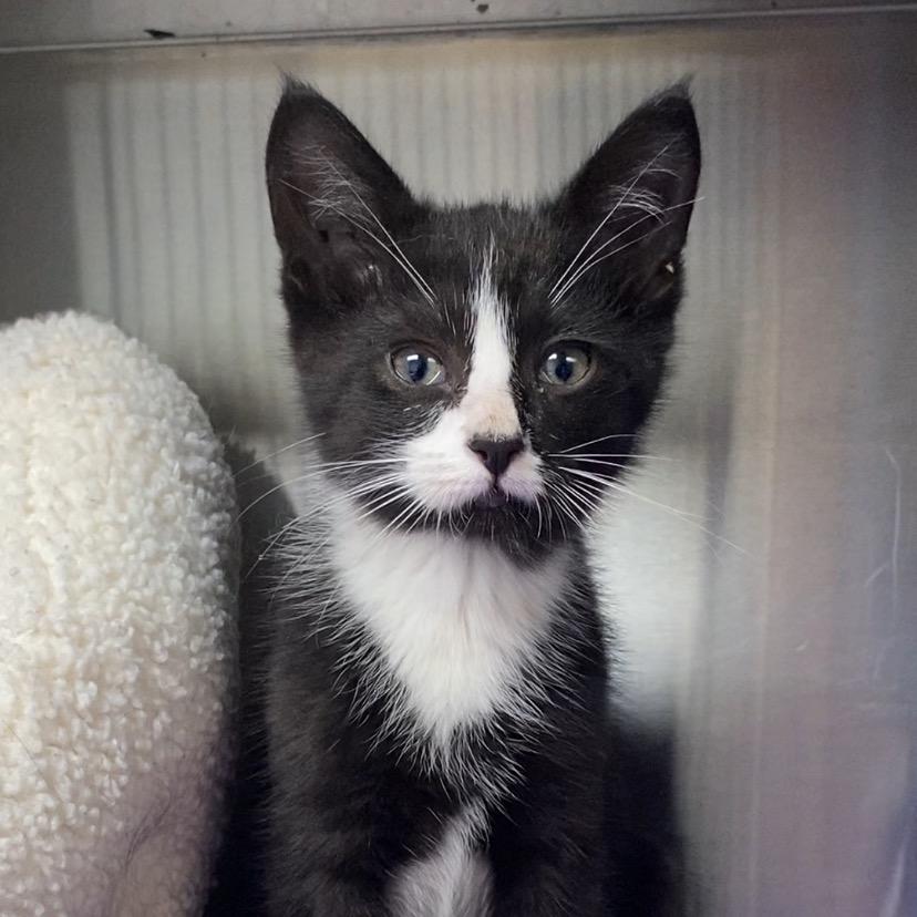 Bowie, Adoptable, Kitten Male Domestic Short Hair & Domestic Short Hair.