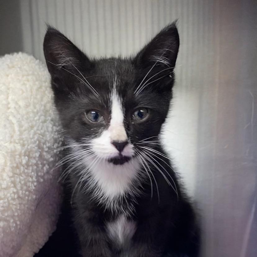 Enlarge Bowie, a Adoptable mixed breed in Independence, KS image 2/2