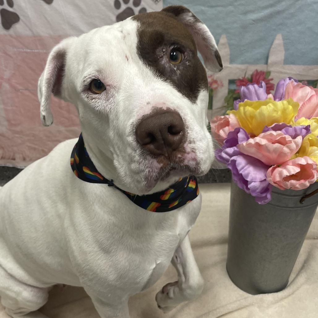 Peony, Adoptable, Adult Female American Bulldog & Pit Bull Terrier.