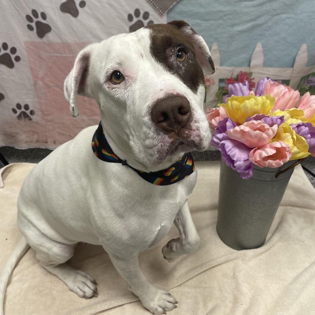 Peony, a Adoptable mixed breed in Henderson, NV image 2/3