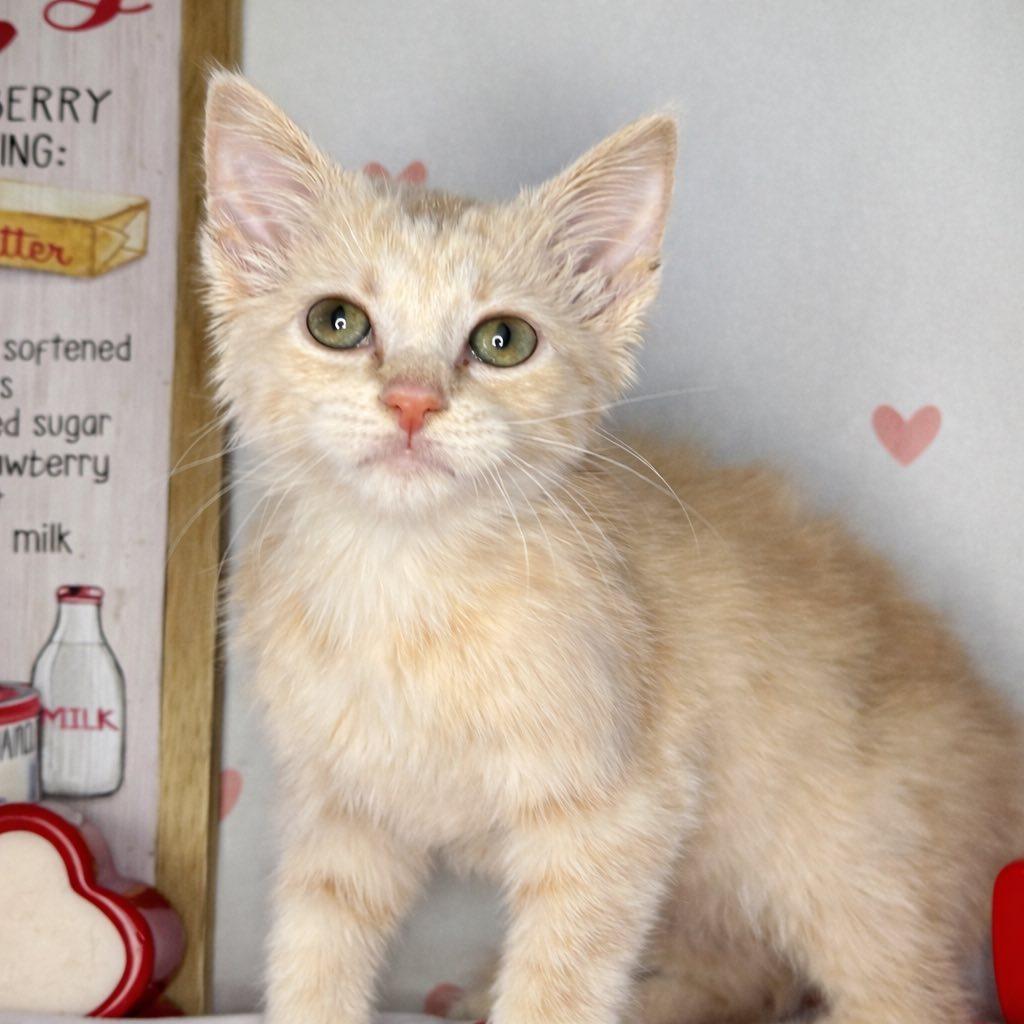 Melody, adopted, Young Female Domestic Short Hair.