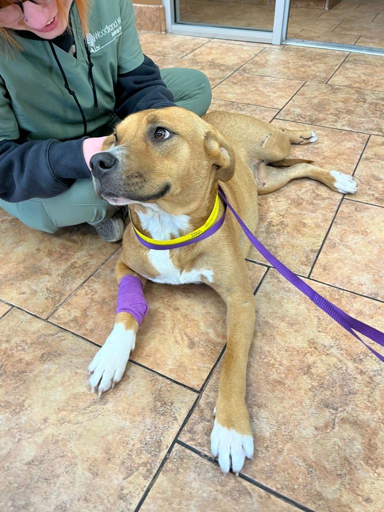 Enlarge Emery, a Adoptable mixed breed in Tulsa, OK image 1/6