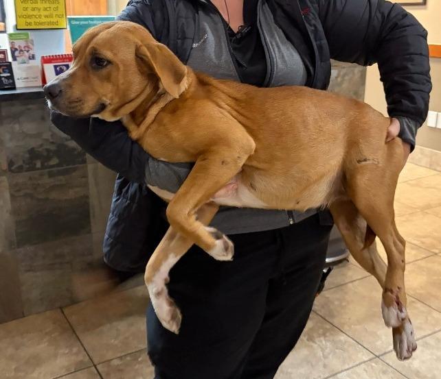 Emery, Adoptable, Young Female Labrador Retriever.