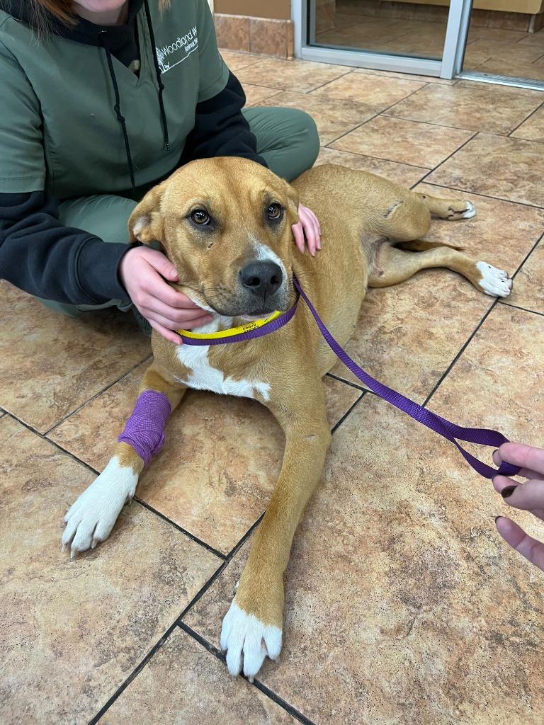 Enlarge Emery, a Adoptable mixed breed in Tulsa, OK image 3/6