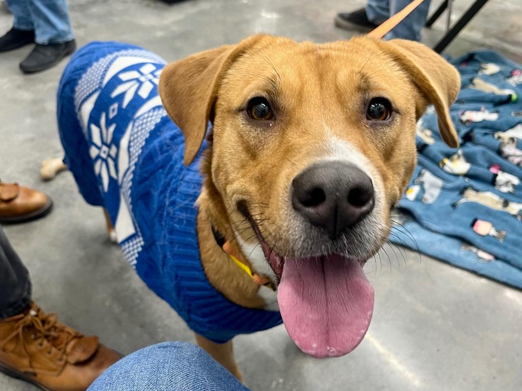 Enlarge Emery, a Adoptable mixed breed in Tulsa, OK image 3/6