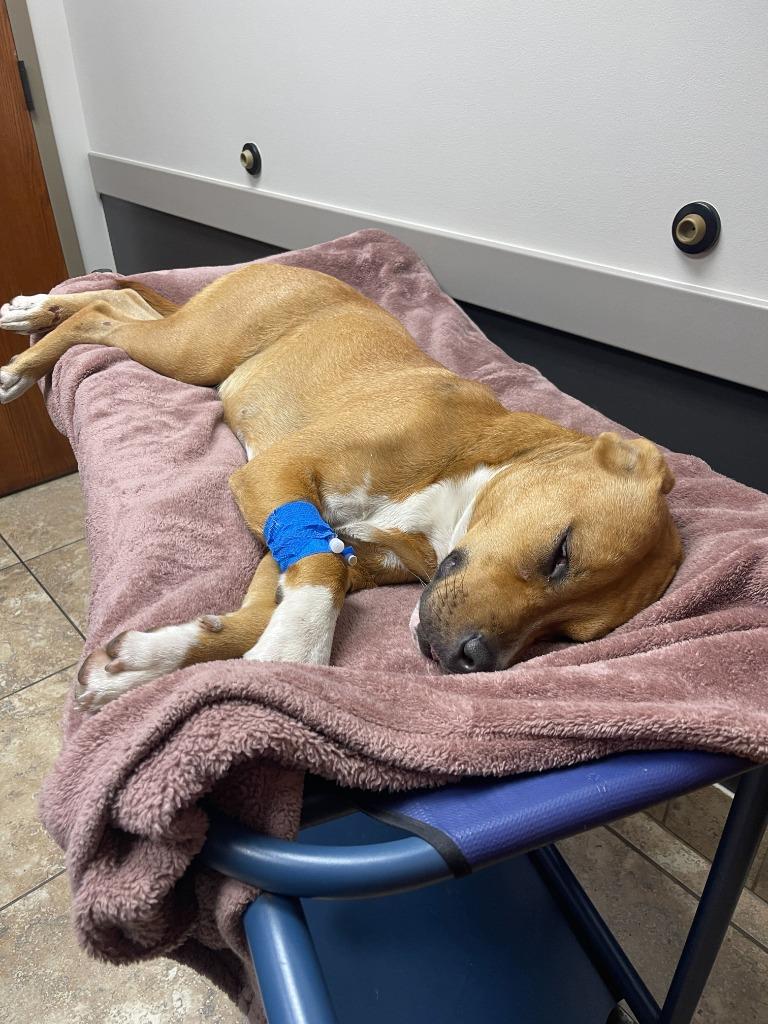 Enlarge Emery, a Adoptable mixed breed in Tulsa, OK image 5/6