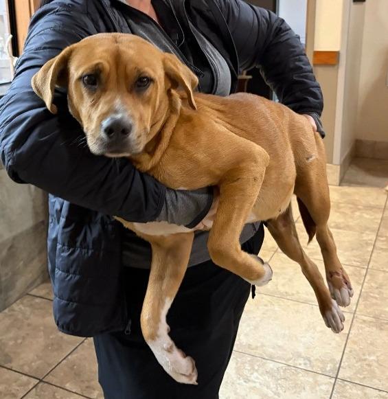 Enlarge Emery, a Adoptable mixed breed in Tulsa, OK image 4/6