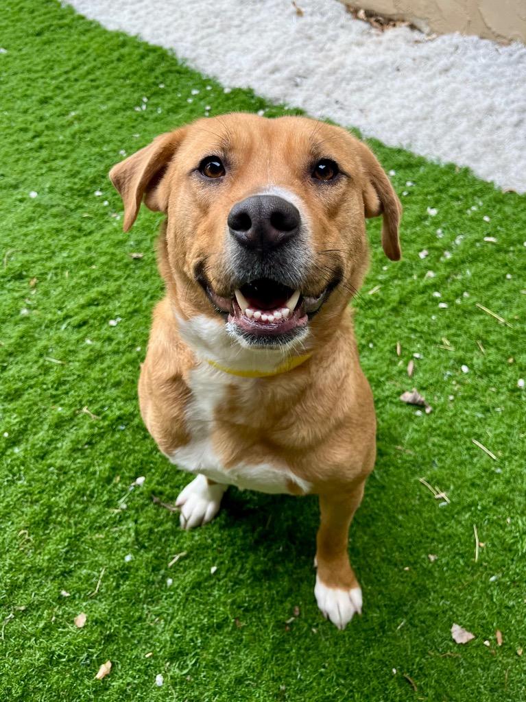 Emery, Adoptable, Young Female Labrador Retriever.