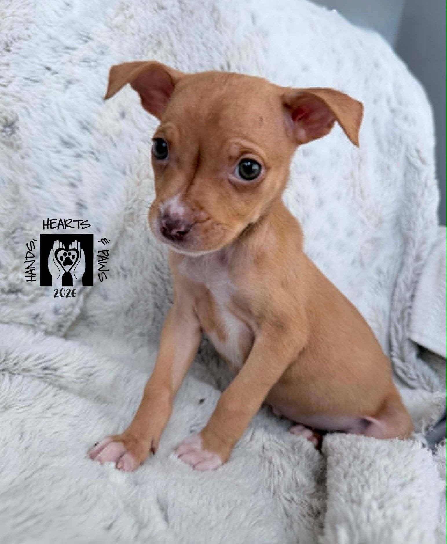 Proxima, a ADOPTABLE mixed breed in Omaha, NE image 3/3