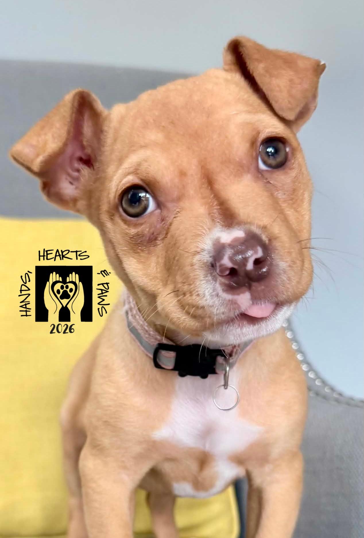 Proxima, ADOPTABLE, Puppy Female American Staffordshire Terrier & Pit Bull Terrier.