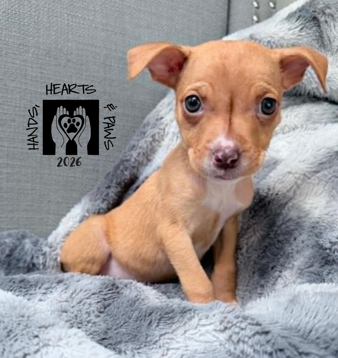 Proxima, a ADOPTABLE mixed breed in Omaha, NE image 2/3