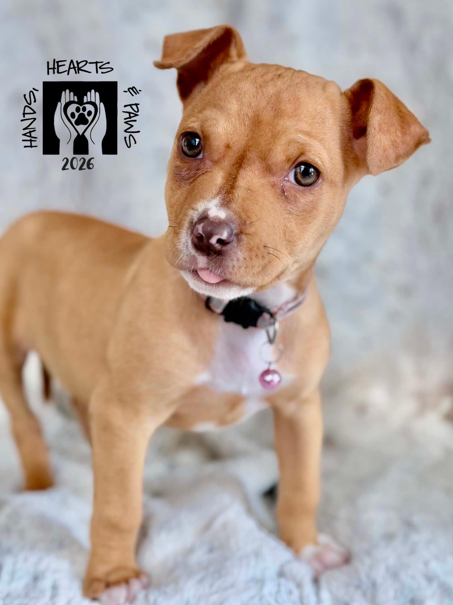 Enlarge Proxima, a ADOPTABLE mixed breed in Omaha, NE image 5/6