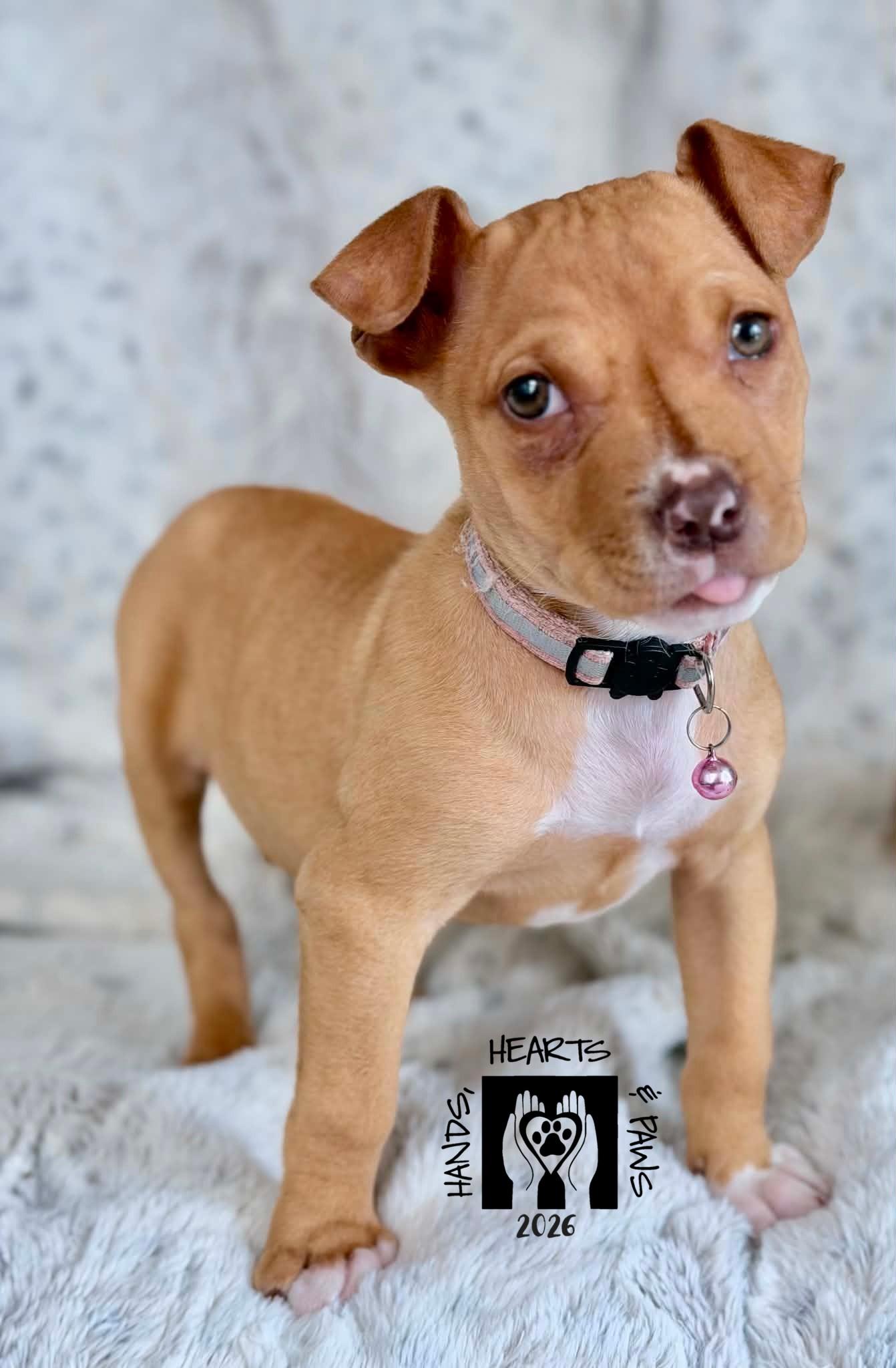 Enlarge Proxima, a ADOPTABLE mixed breed in Omaha, NE image 4/6